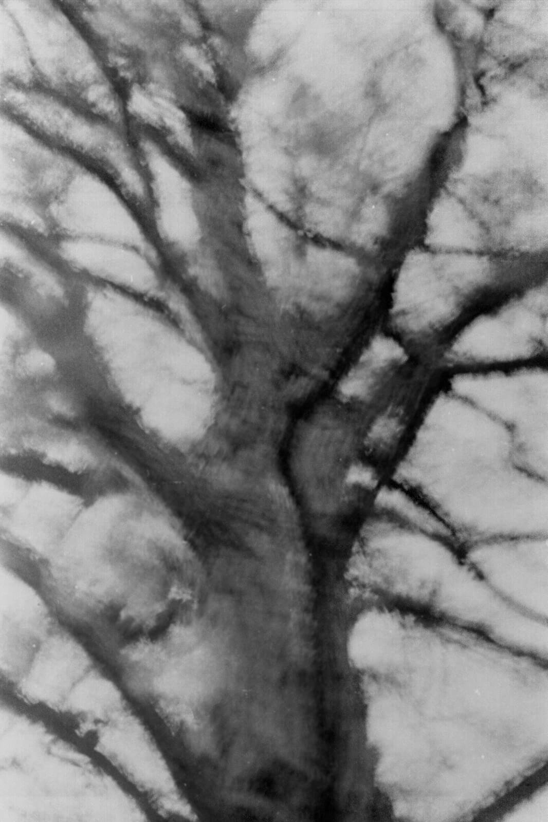 NOEMA-Michael_Swann-Yogurt_Magazine_17