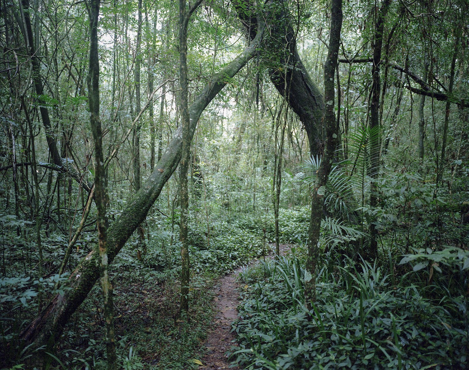 A way going into the Parana jungle, Brazil