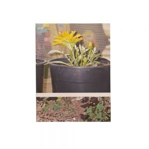 ROOTED By Henk Wildschut - Signed - Display Copy