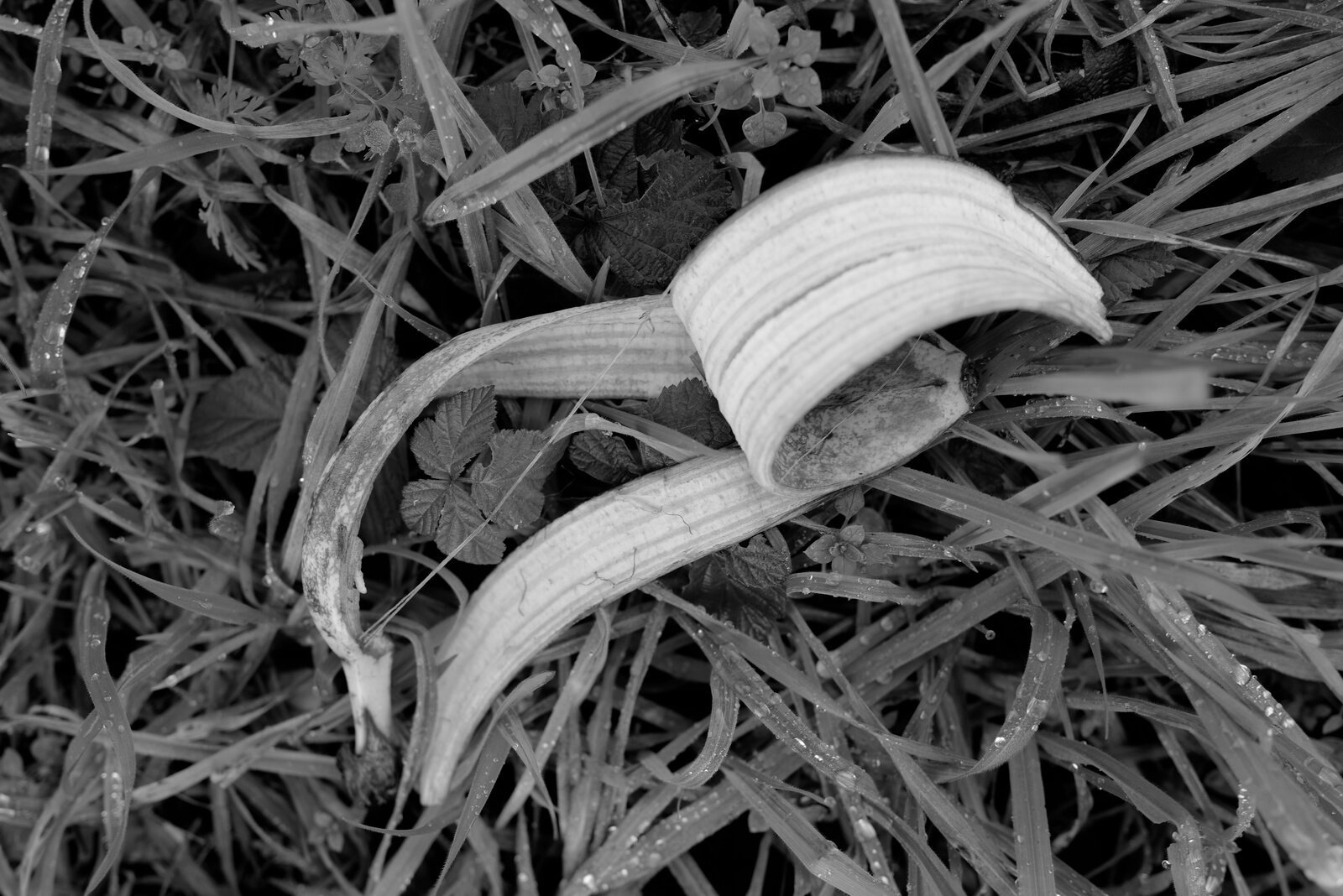 9_The-Absence_Attilio-Solzi