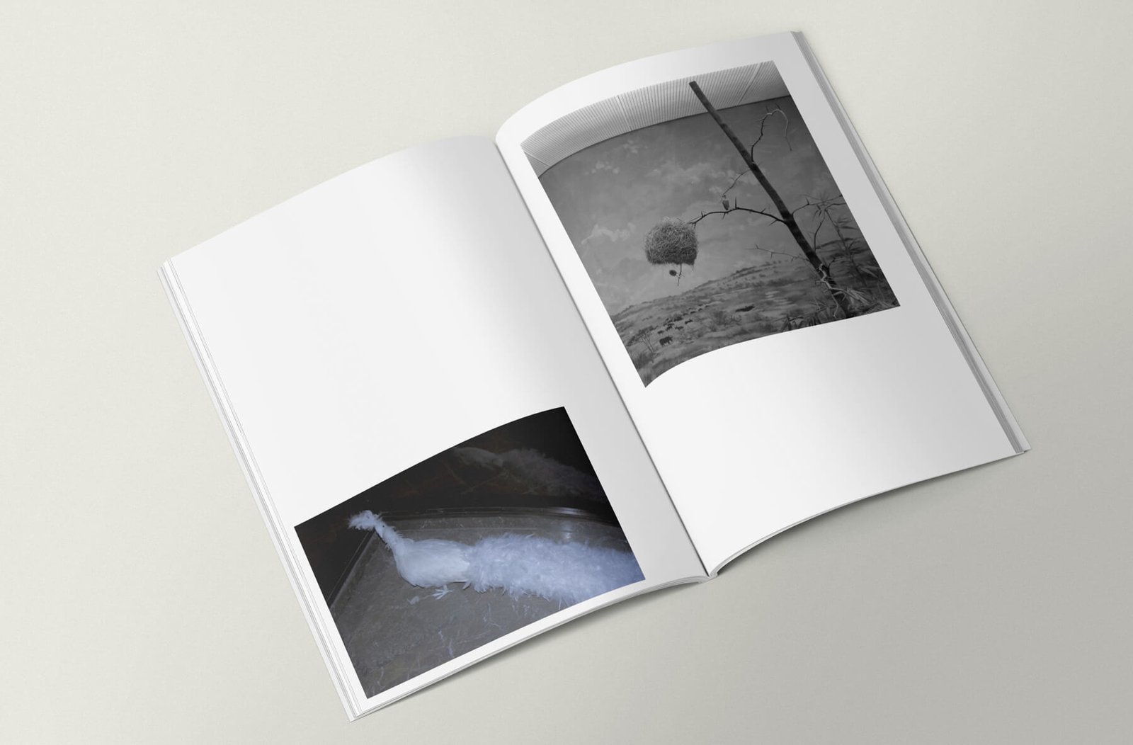 Yogur_Wildness_flavour-9