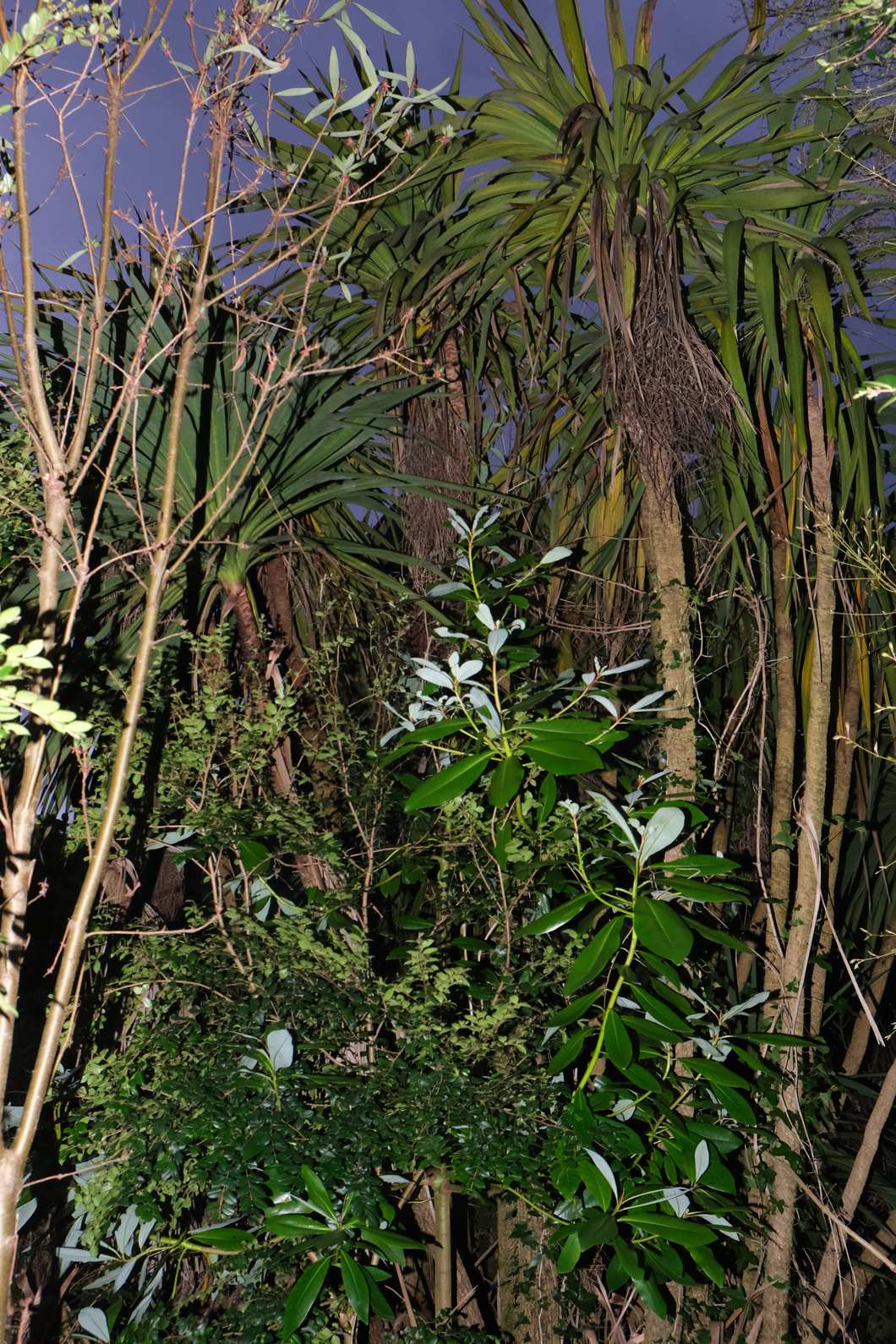 01Rodadendron_CrannAiriceRhododendron_PalmTreeDSCF5540