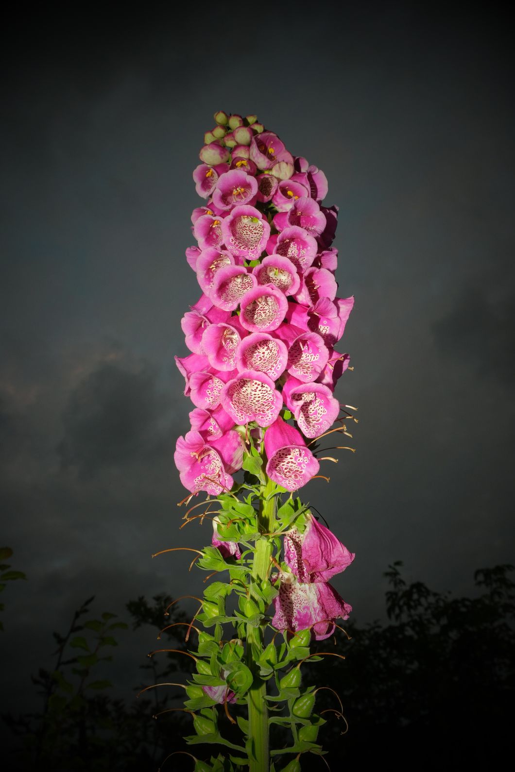 03LusMorFoxglove