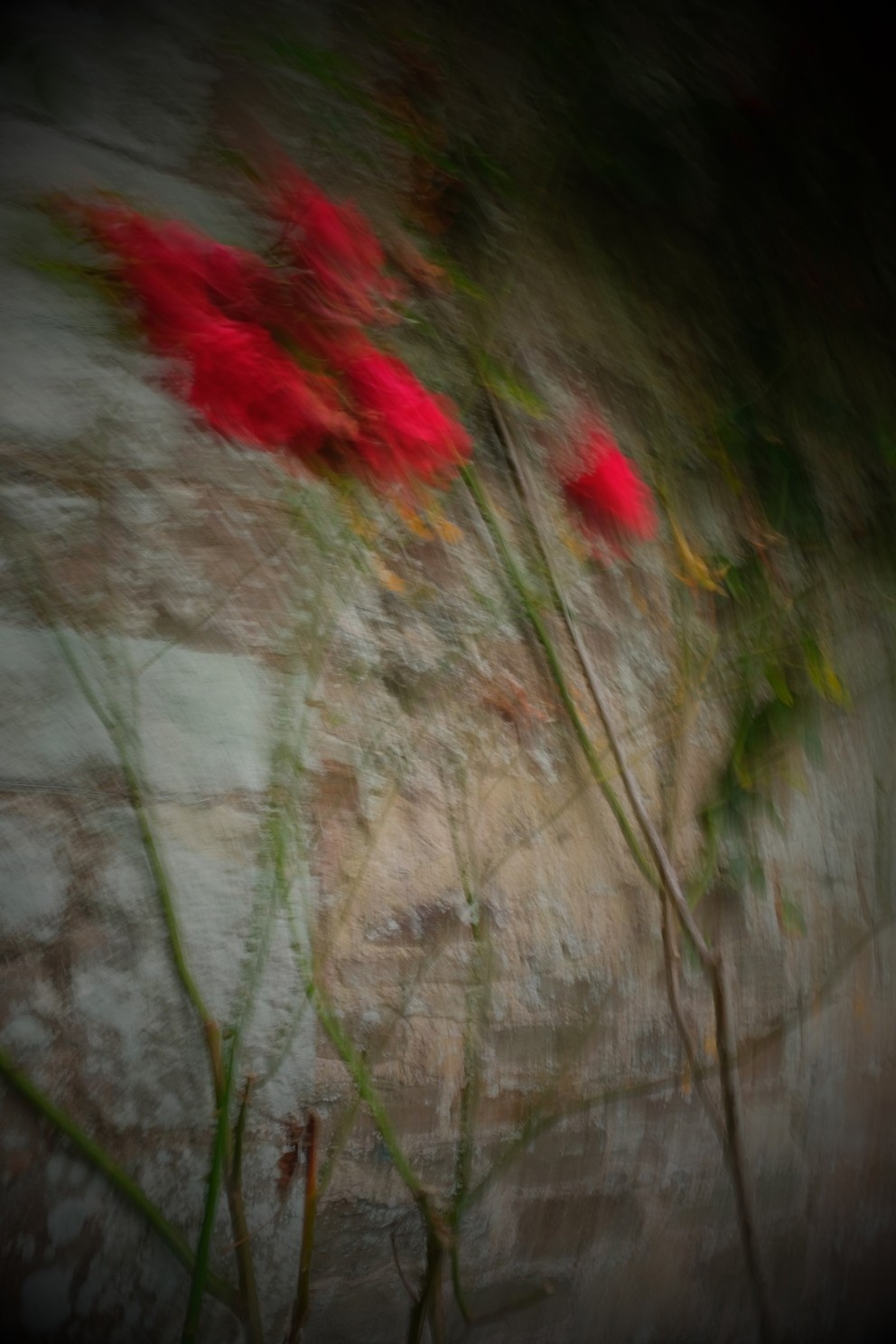 05RosRose