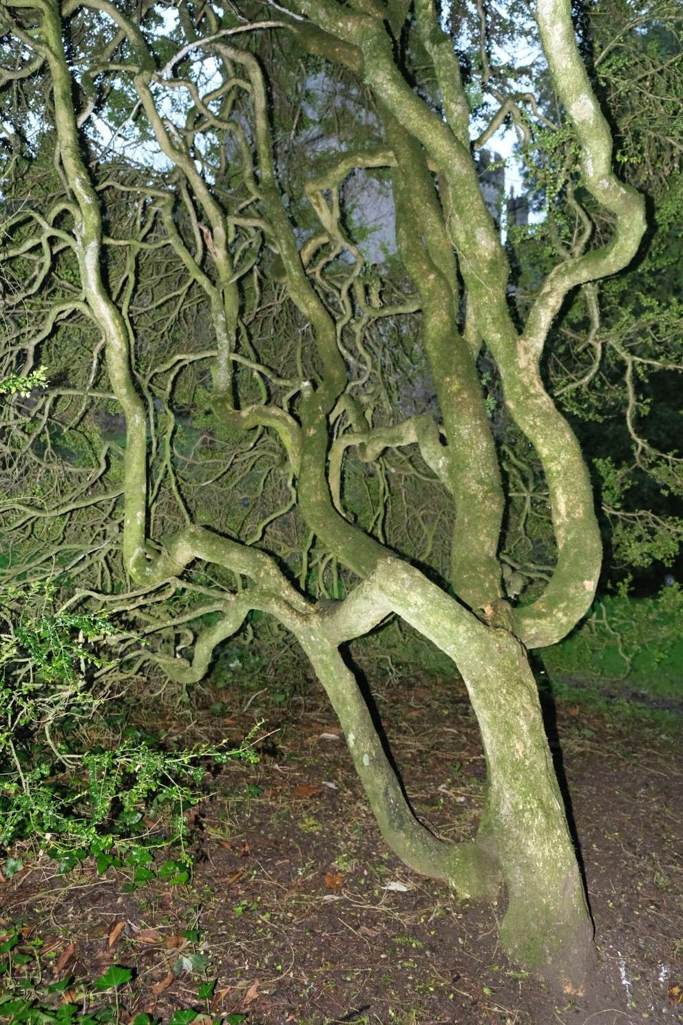 06SailchuachWeepingWillow