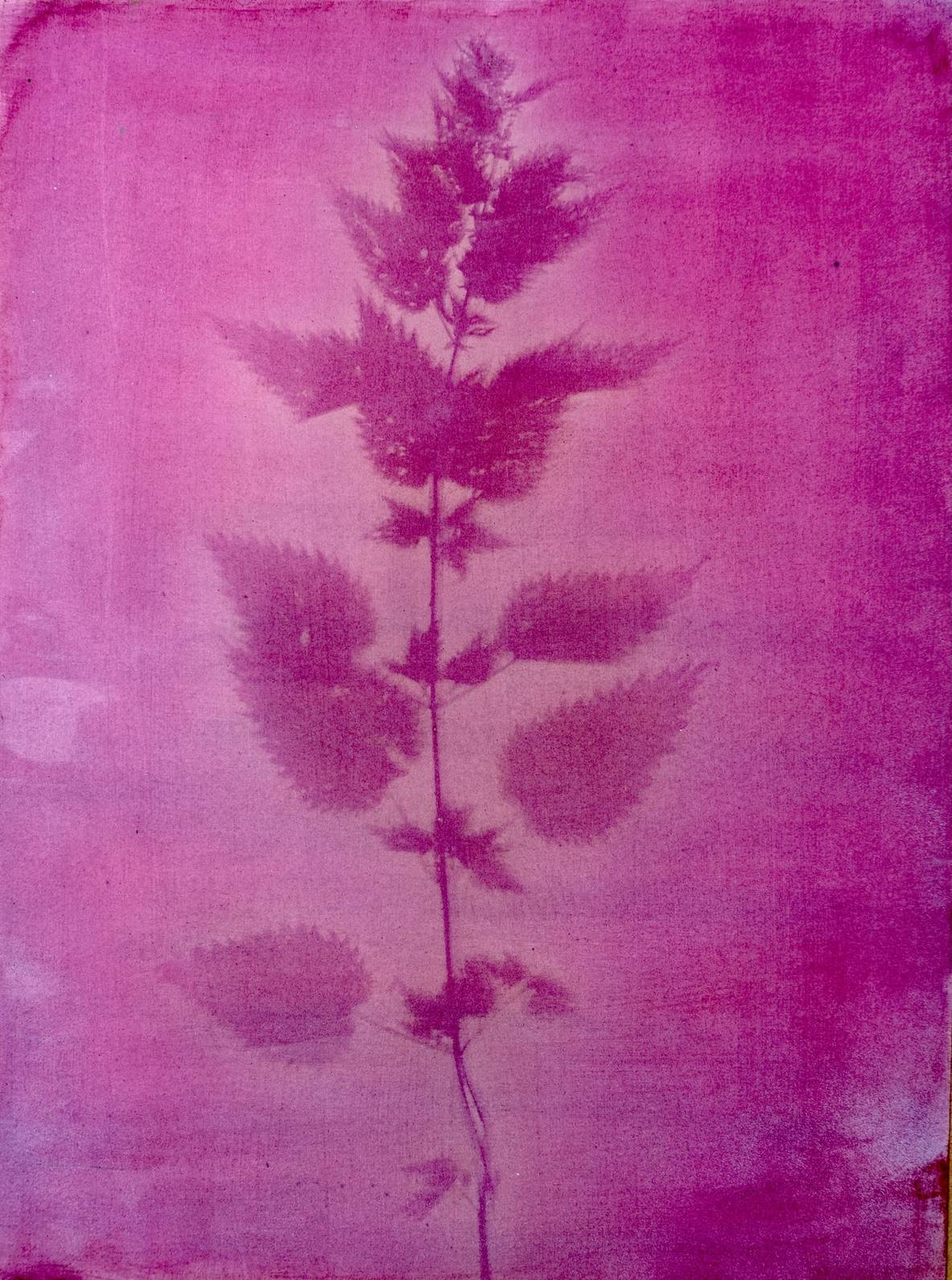 14NeantogNettleDSCF5997