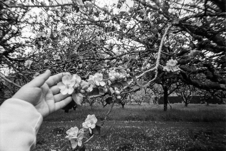 20handwithblossom