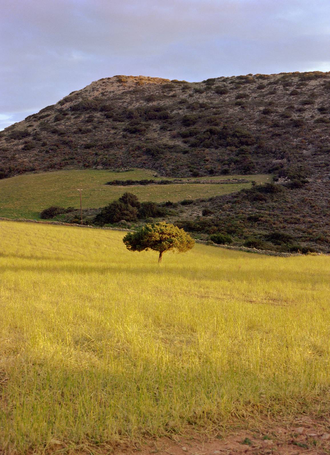 2019_Tree_44x32cm