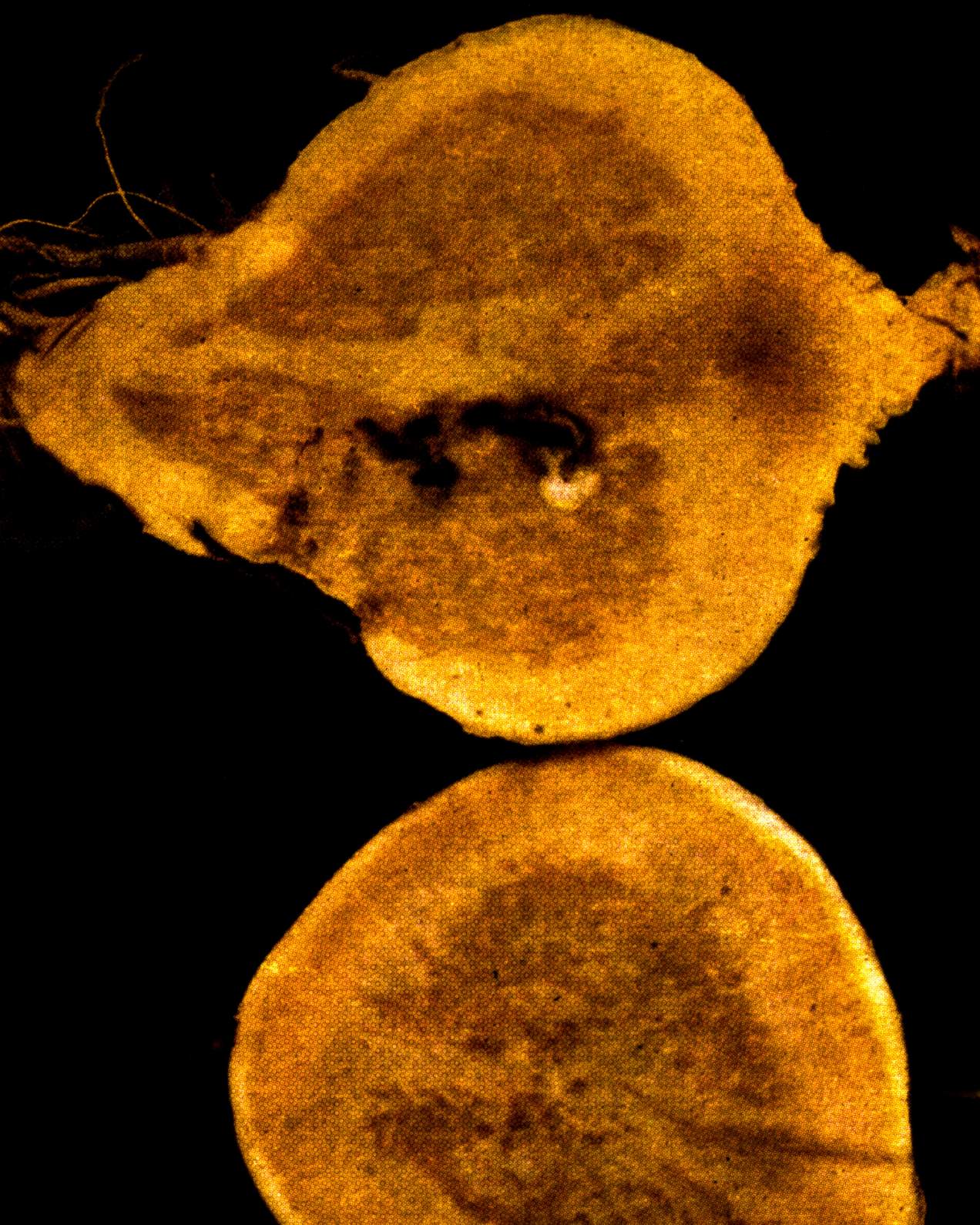 Cellule012024