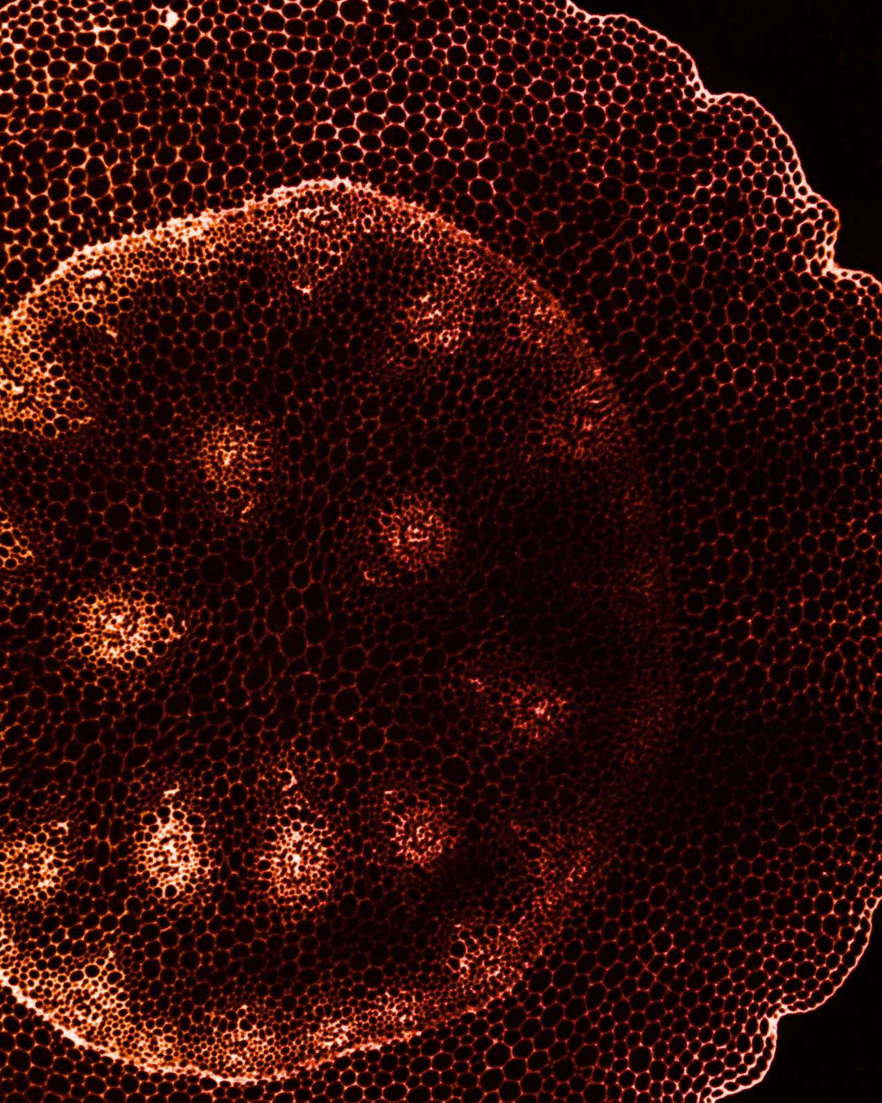 Cellule_022024