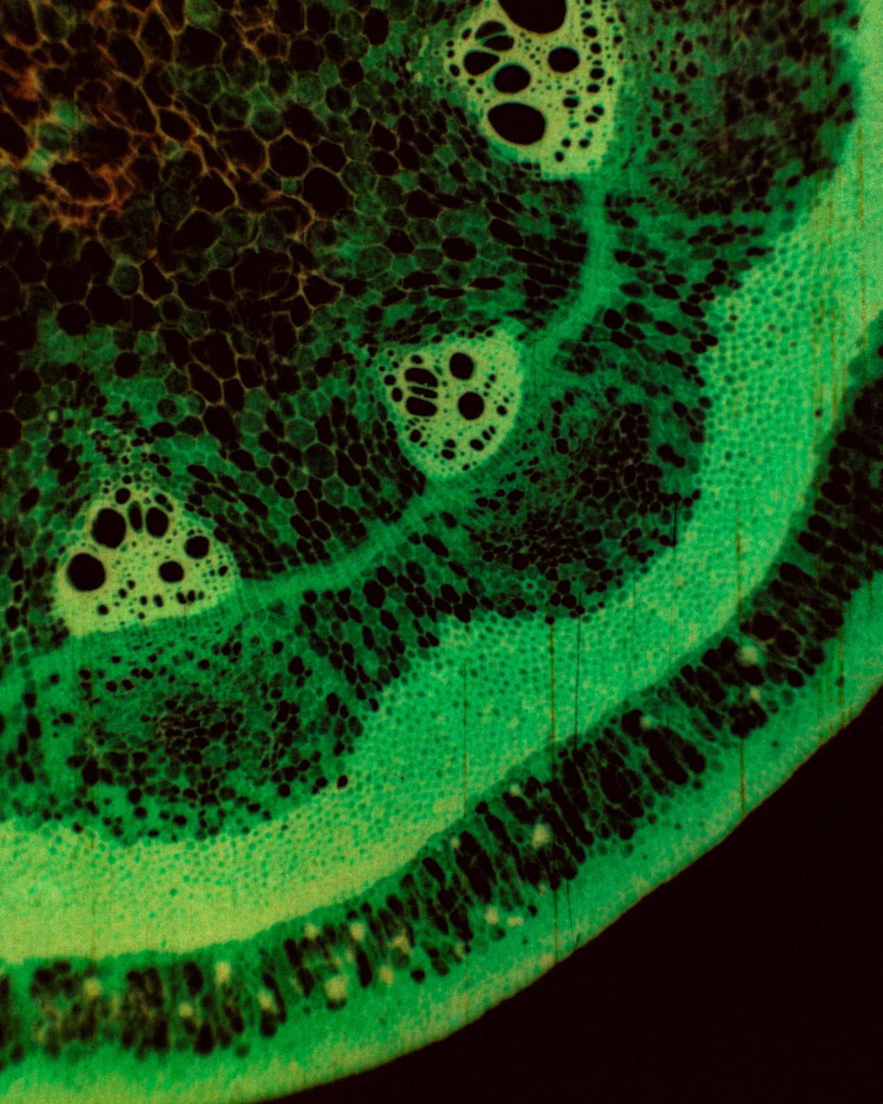 Cellule_032024