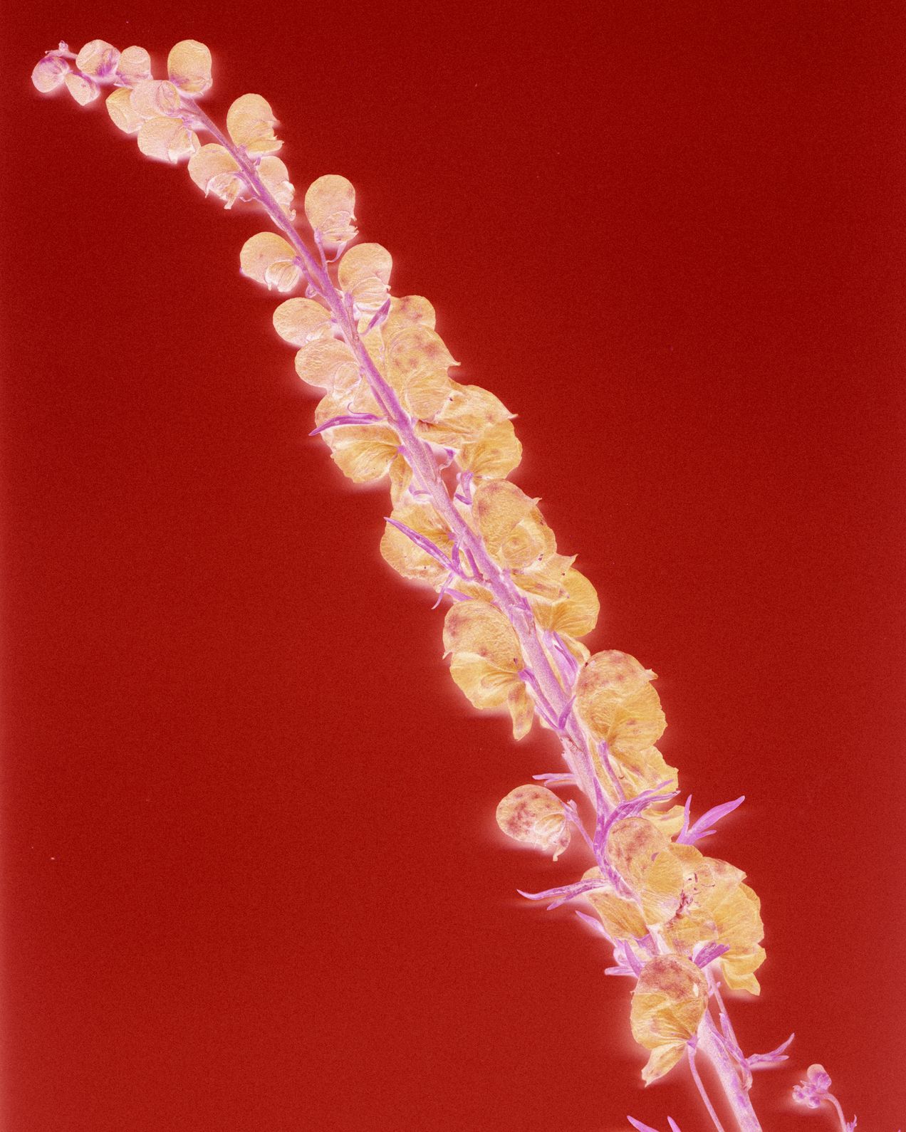 LHerbier012024