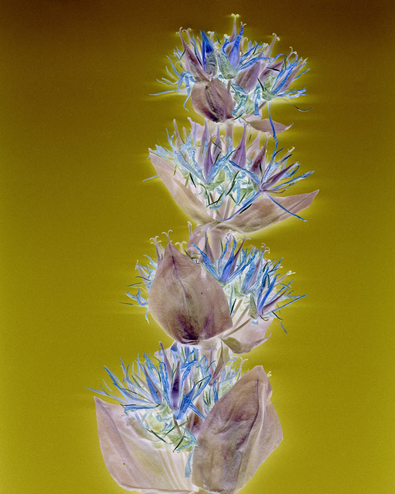 LHerbier022024