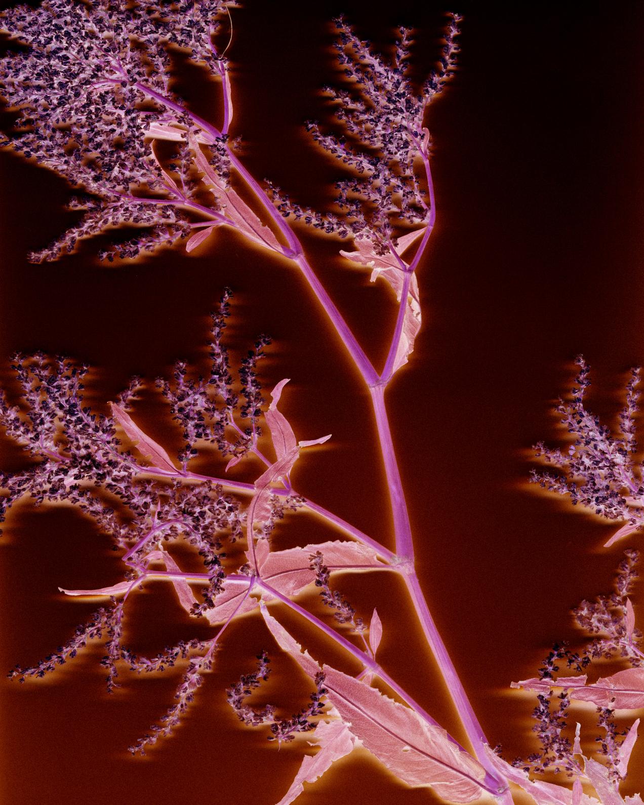 LHerbier032024