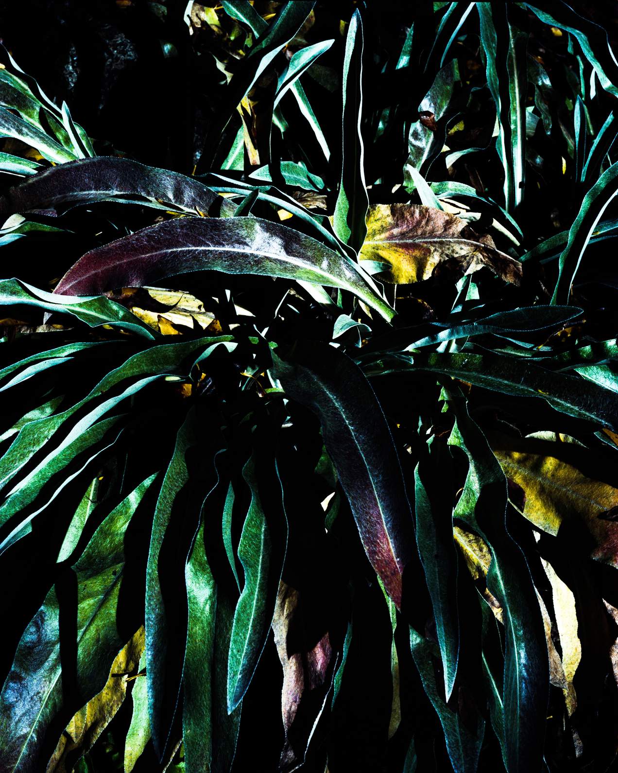 Vegetation012024