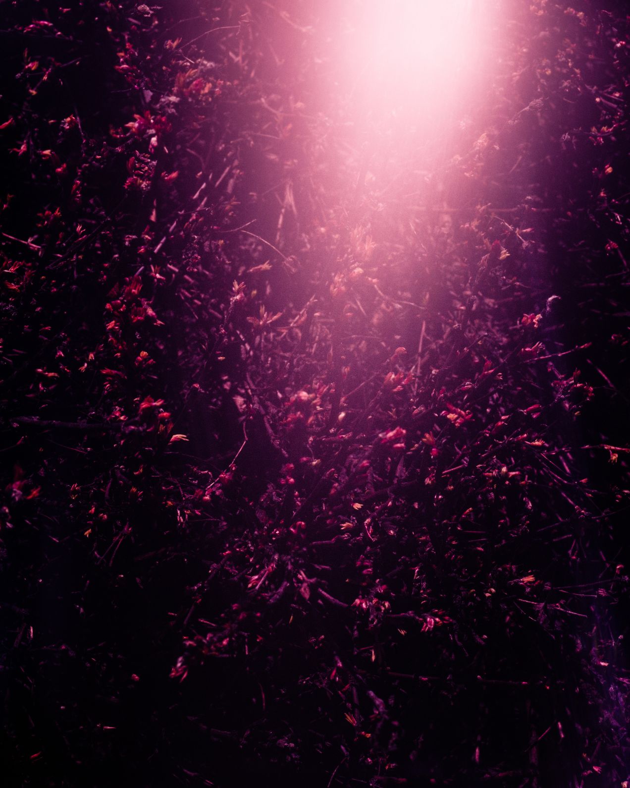 Vegetation022024