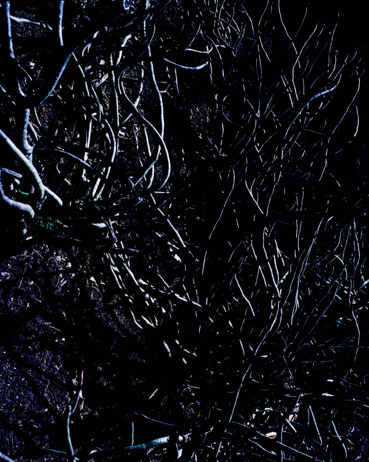 Vegetation062024