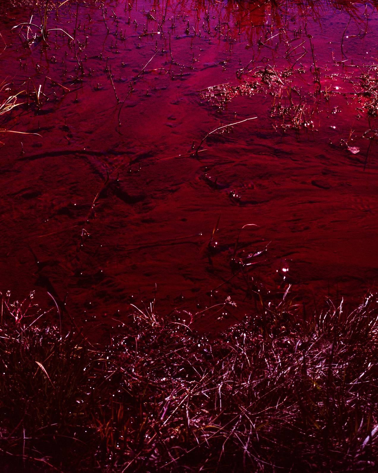 Vegetation_082024