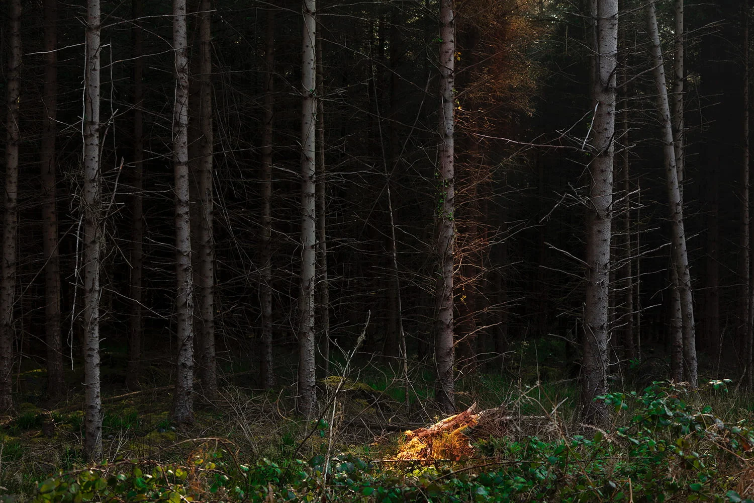 07_Forest
