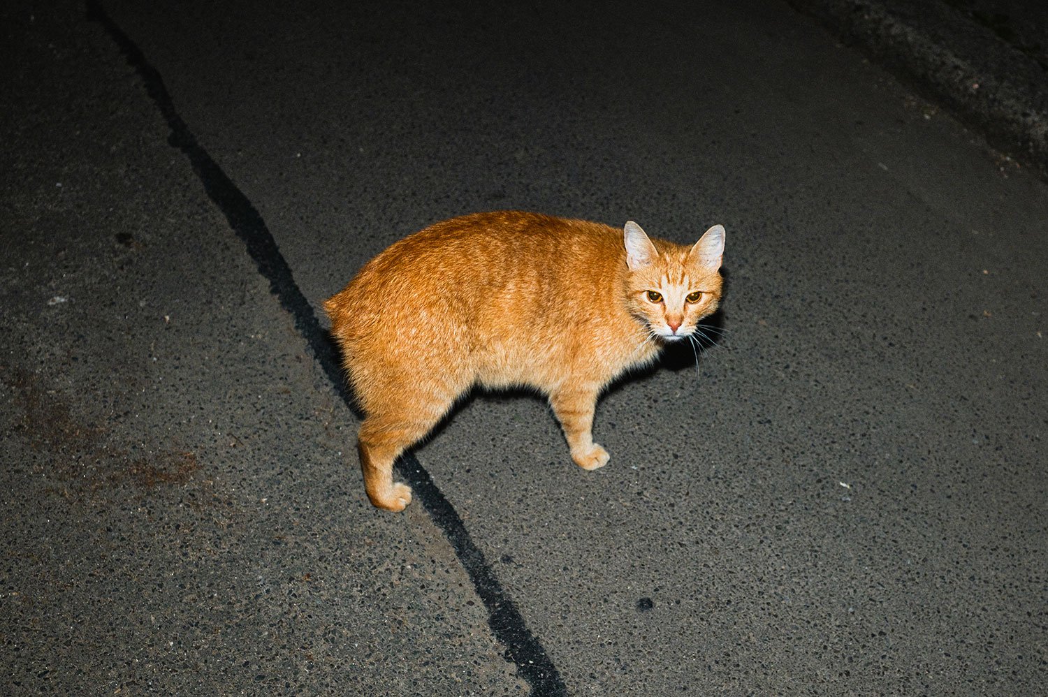 malosutra_15