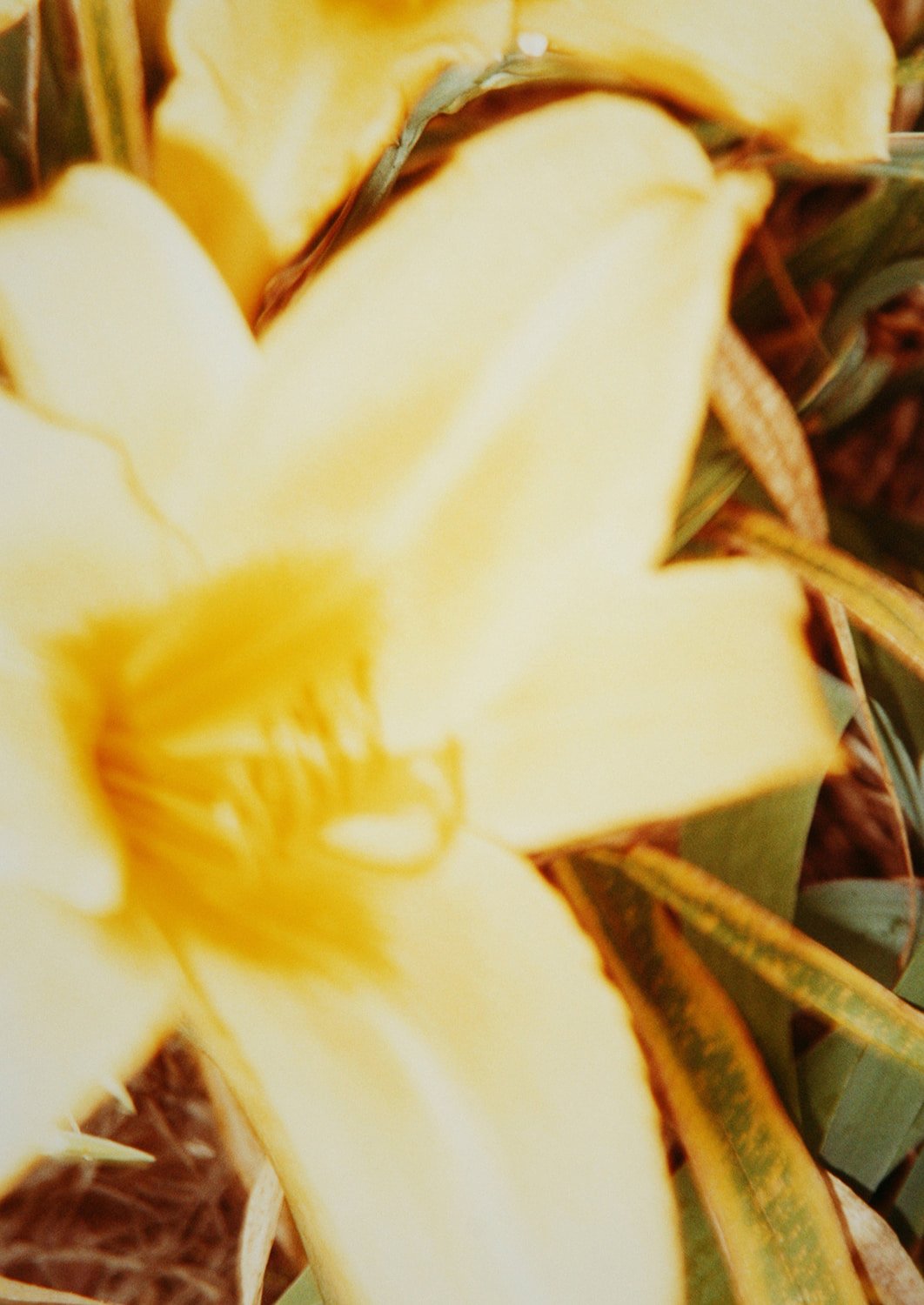 Photography-写真-_koji-kitagawa_Yogurt-magazine_20