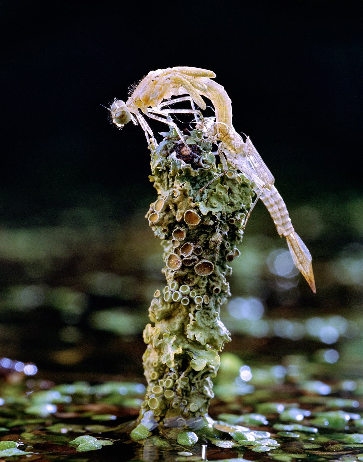 The-Nature-of-Things_Balazs-Turos_Yogurt-magazine_07