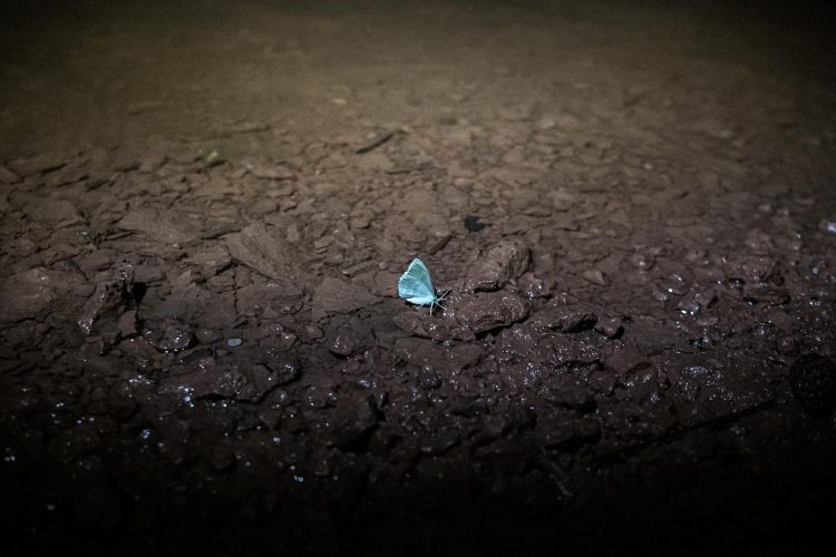 02_Nightfly