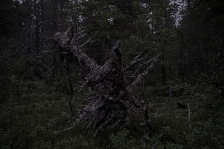 09_Forestmonsters