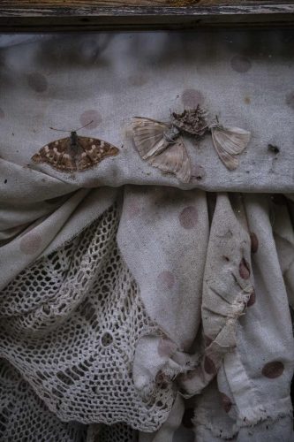 13_Moths