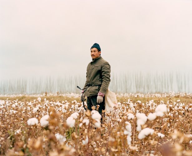 November 2016. Luntai County, Xinjiang Uyghur Autonomous Region, China. Young Uighur-minority seasonal worker in the last days of the cotton harvest in Luntai county in Xinjiang in between Korla and Kuqa, north of the Taklamakan desert. Luntai is a county in the Xinjiang Uyghur Autonomous Region and is under the administration of the Bayin'gholin Mongol Autonomous Prefecture.Cotton is one of the largest agricultural industries in the province and many local Uighurs are used as cheap seasonal labour during the harvest.
Novembre 2016. Région Autonome Ouïghoure du Xinjiang, Chine. Travailleur saisonnier ouïghour dans un champ de coton.