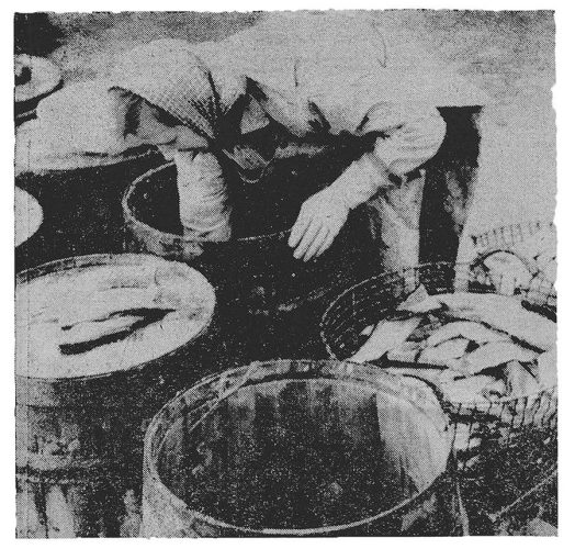 JHP-Yogurt-nr8