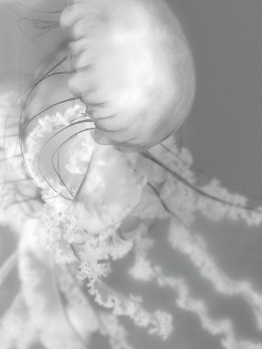 N_Schwartz_4