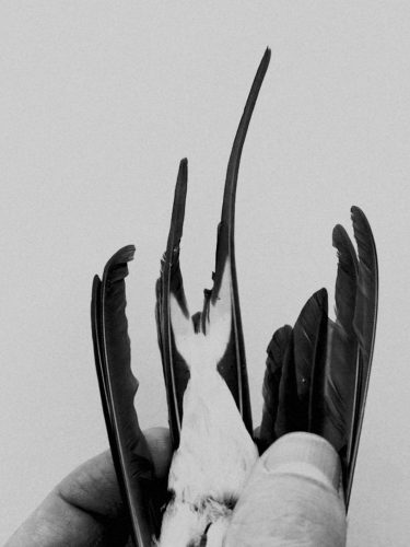 The-Elephants-Foot_Edward-Nurton_Yogurt-Magazine_11