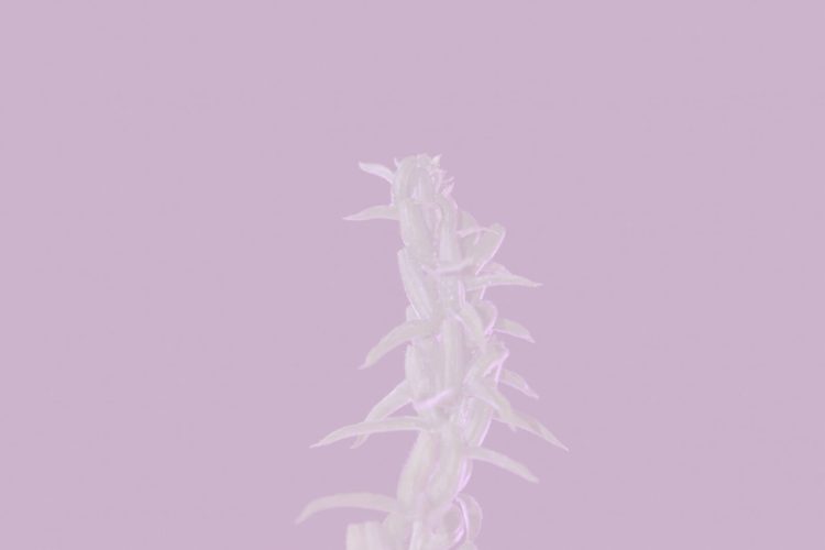 cotton-candy_marta-viola_yogurt-magazine_14